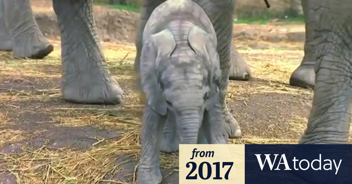 Video Rare baby elephant delights Mexican zoo